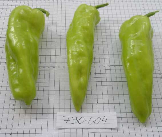 Sweet long Type pepper 730-004 p1